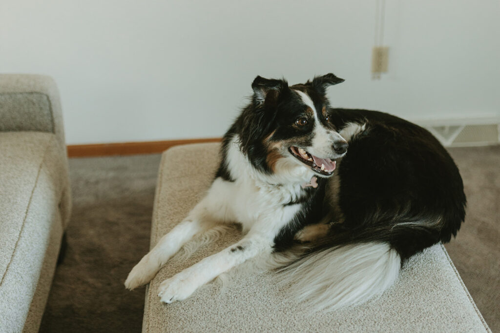 in home engagement photoshoot with dog - photos by Jessica Frigge Photography