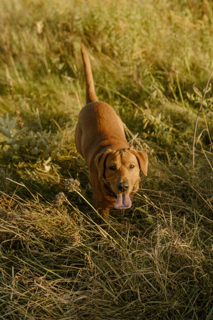 close up of dog with couples hand on their dog for engagement pictures in luxemburg wi